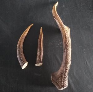 Attemt to take out horns of Bukhara deer was prevented