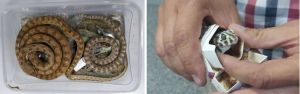 Customs officers stopped a man trying to take out rare reptiles at Tashkent International Airport