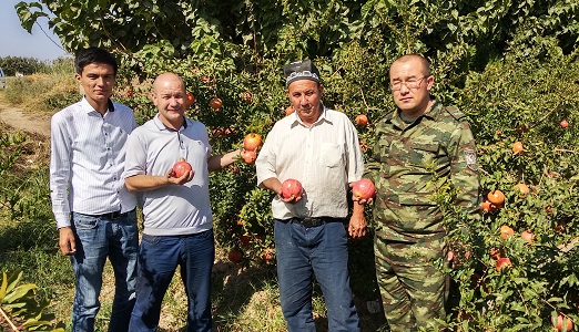 Шеробод анорлари экспортга