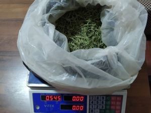 Customs officers identified a citizen who grew hashish in his garden