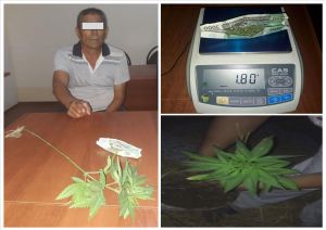 In Khorezm, customs officers exposed a citizen who was growing cannabis at home