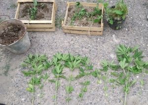 A man growing cannabis on the roof of an apartment was arrested