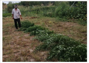 Cannabis was grown in the garden secretly