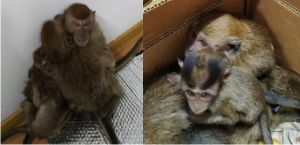 Customs officers stopped animal smugglers trying to take out of country seven monkeys 