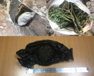 Customs officers seized more than 3.7 kg of marijuana in the city of Almalyk