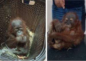 Illegal export of exotic primate, orangutan cub, have been stopped